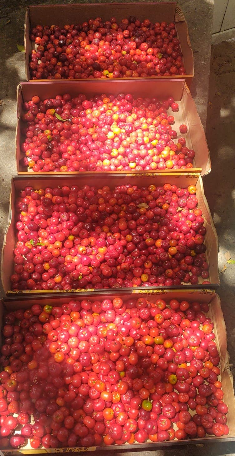 Suco ou Polpa de Acerola